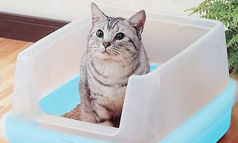猫咪多大能洗澡