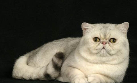 打过妙三多还会得猫瘟嘛