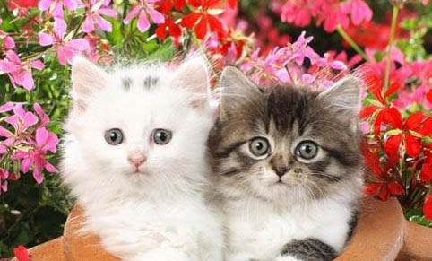 猫咪脱水喝糖水还是盐水