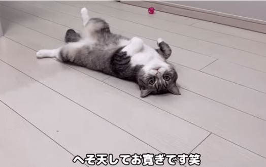 猫咪能用人的沐浴露吗?