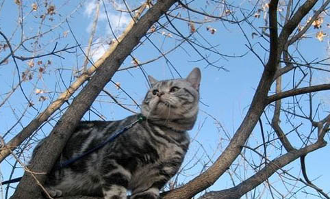 猫咪踩奶打呼噜