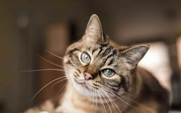 猫咪一般一天睡多久啊?