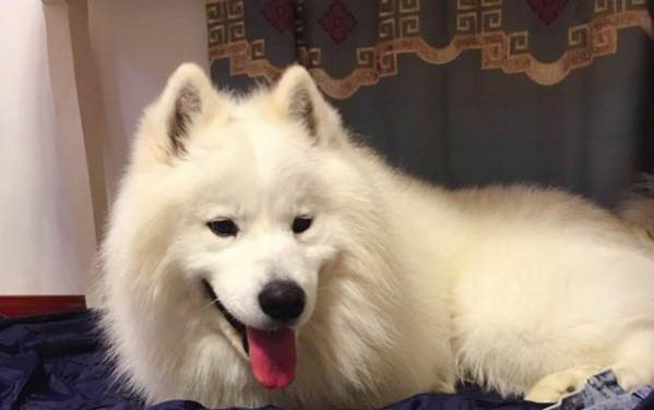 狗狗拉血的原因有哪些?