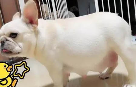 狗狗得犬瘟了怎么办能治好吗