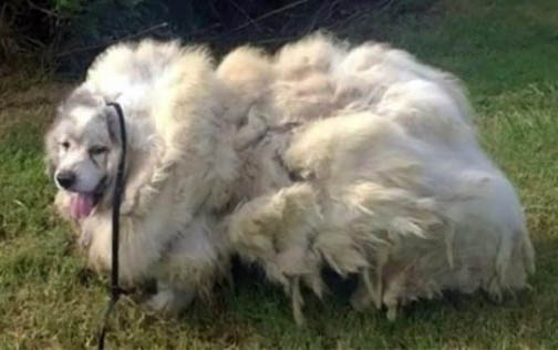怎么剪狗指甲