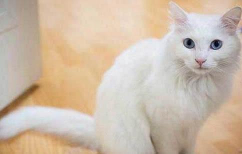 土耳其安哥拉猫呕吐可以吃益生菌吗