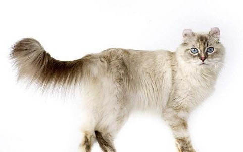 养两只猫需要注意什么?