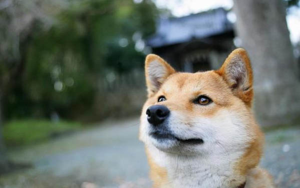 狗狗拉稀的现象和原因及处理方法