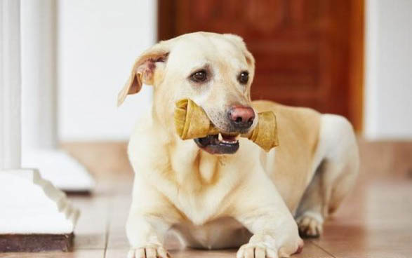 拉布拉多犬成年狗有多大