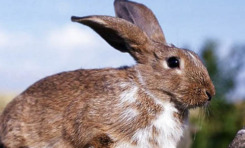 一窝兔子可以繁殖下一代吗？
