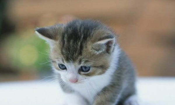 猫咪身上有虱子怎么办?