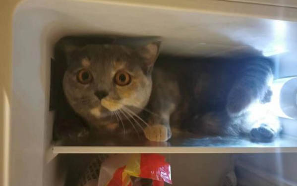 猫咪生产注意事项