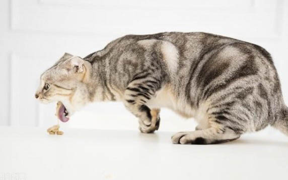 猫指甲断了流血怎样处理