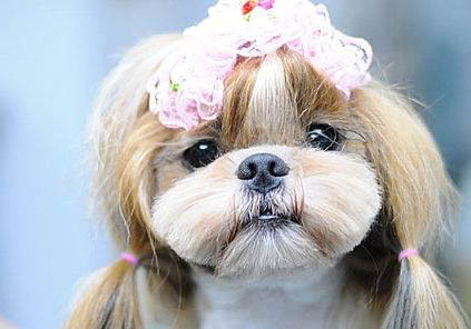 西施犬的牙齿