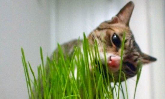 请问猫咪呕吐的原因及处理方法?