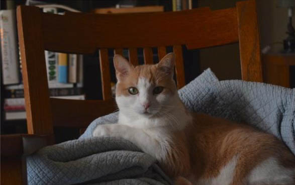 小猫生下来要多久才能抱走