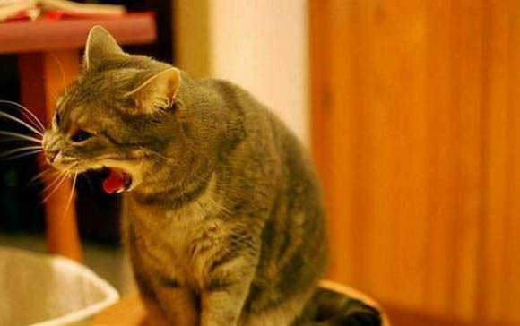 猫不吃饭只喝水能活几天
