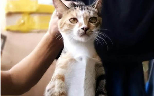 养了猫咪后身上痒是什么原因