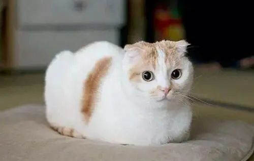 猫咪怀孕初期都有哪些症状