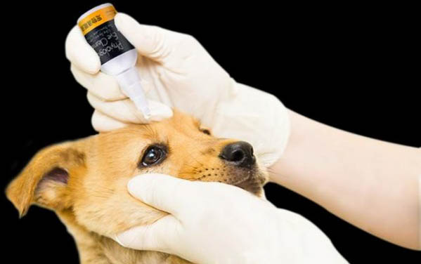 狗狗吃多了还吐怎么办