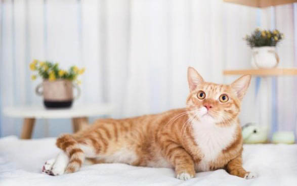 猫咪坐车要多久才算安全