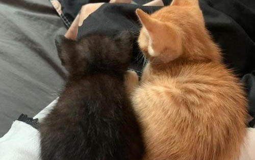 猫咪发烧摸哪个部位最明显