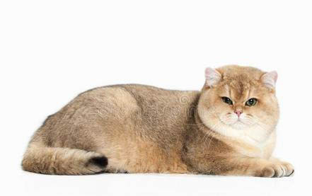 猫咪掉胡子是怎么回事
