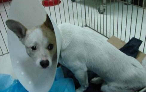 狗狗拉血但精神很好这是怎么回事