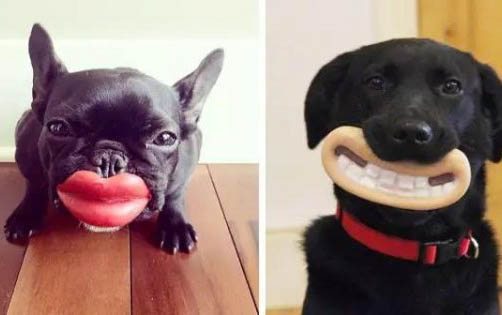 狗狗怀孕周期