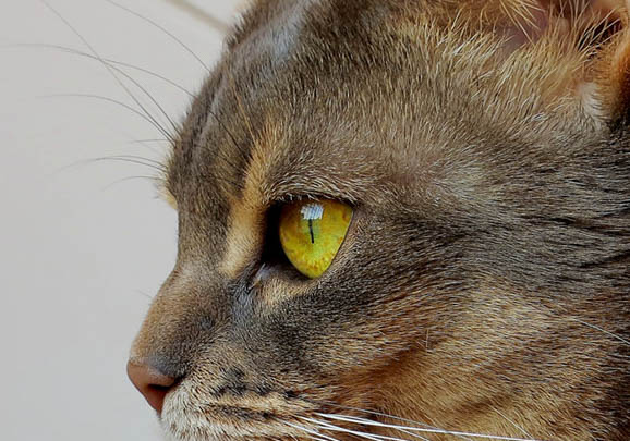 阿比西尼亚猫为什么被禁养?