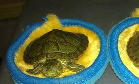 巴西龟冬天的养殖方法
