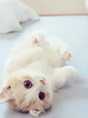 小猫咪老叫唤的原因及处理方法