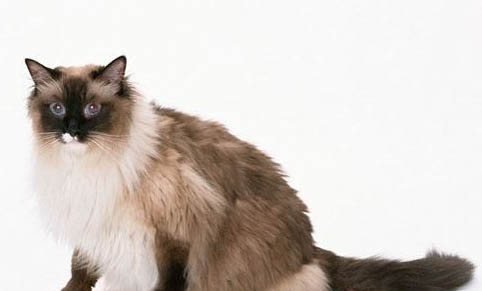猫多长时间洗一次澡