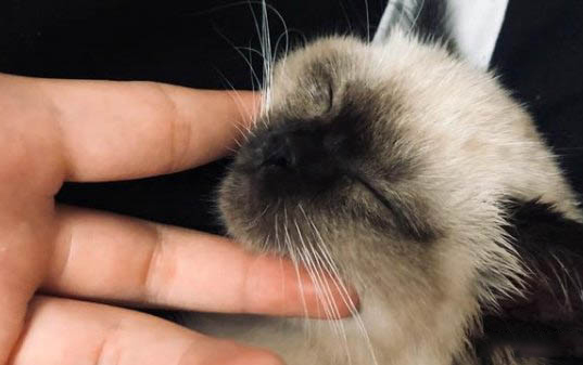 小猫到家正常几天吃东西