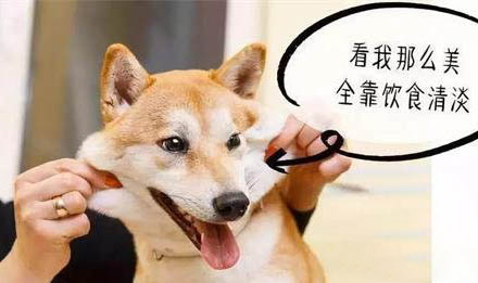 狗肚子上有个包软软的是咋回事