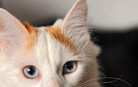 土耳其梵猫为何一直流眼泪?如何处理和注意事项?
