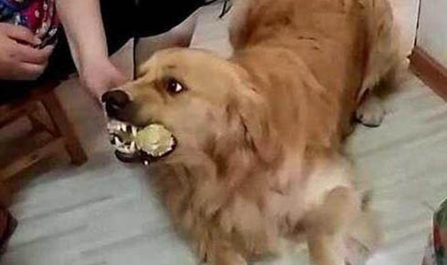 如何纠正狗狗爱扑人