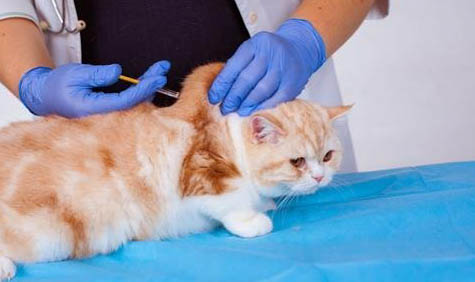 猫咪得了急性胰腺炎需要治疗多久