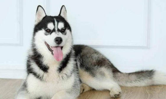 哈士奇犬最便宜多少钱