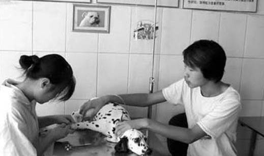 狗不出门为什么得犬瘟?