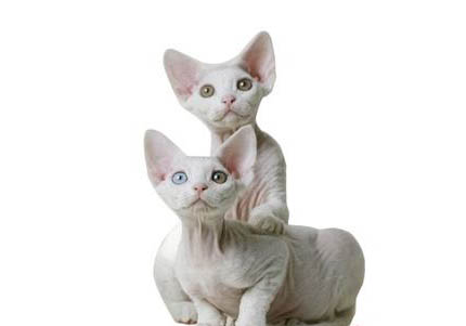 德文卷毛猫吃不胖是什么原因