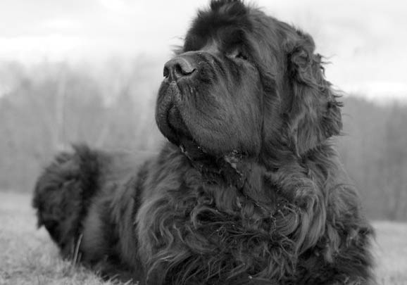 纽芬兰犬呕吐不吃东西的原因及处理方法