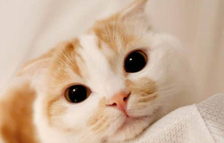 猫犬齿断了该怎么办