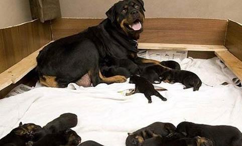 母犬下狗没奶的原因及处理方法