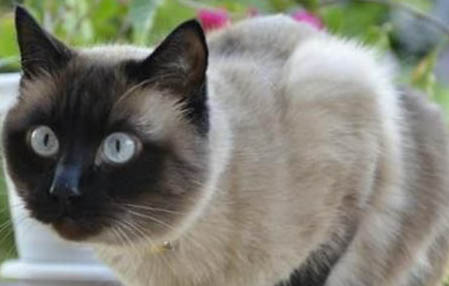 猫罐头打开就可以放多久