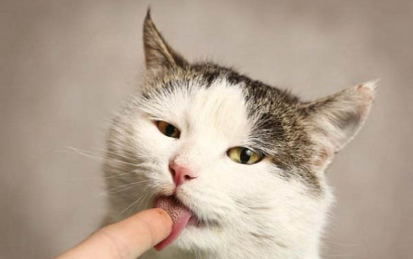 猫咪吃耗子药如何救治