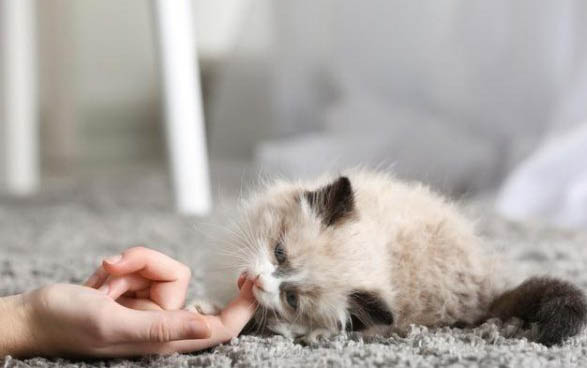 一个半月的小猫咪感冒了怎么办