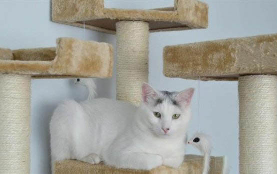 大猫为何怕新来的小猫