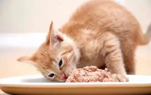 猫咪只喝水不吃东西是猫瘟吗?
