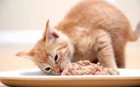 请问猫咪呕吐的原因及处理方法?